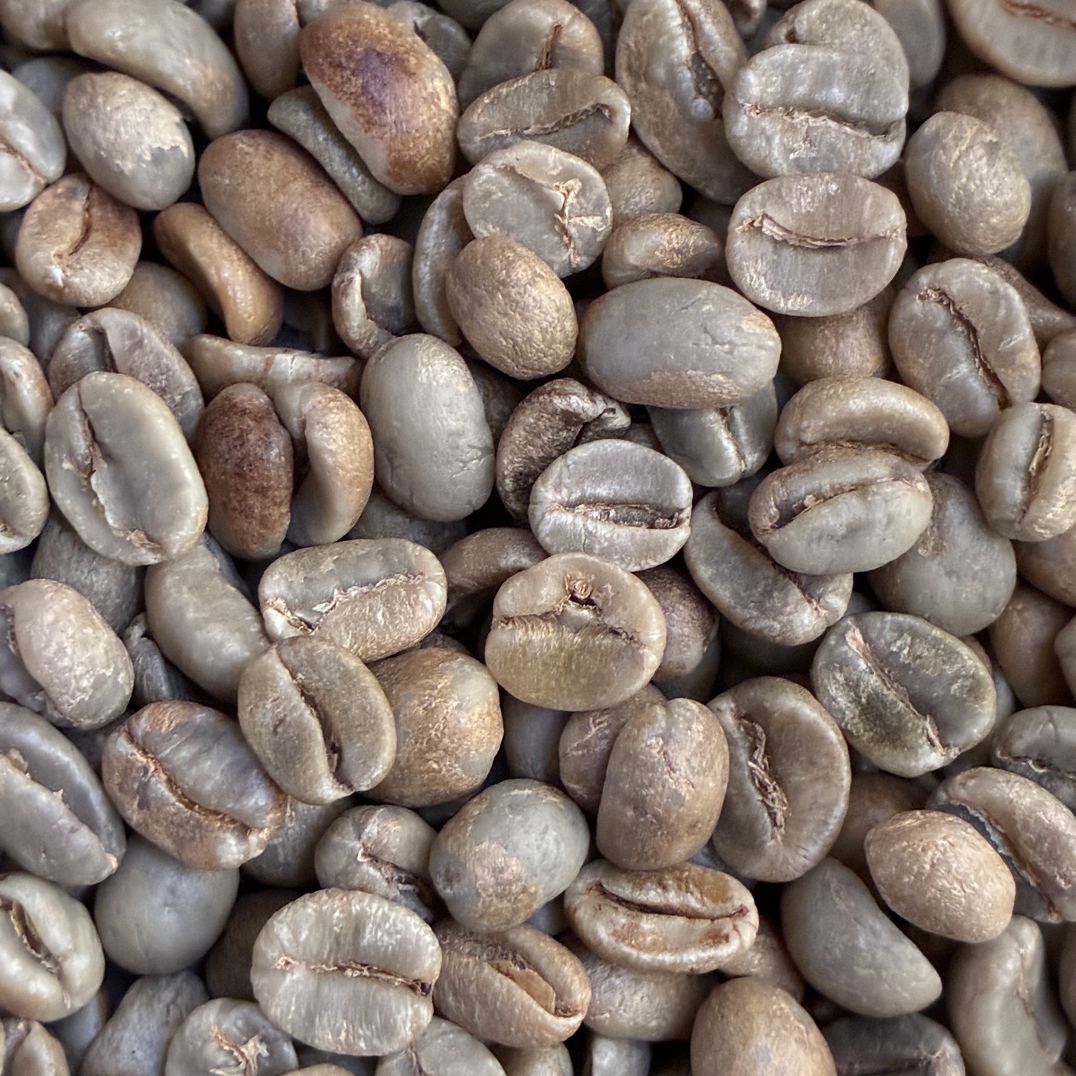 �R�X�^���J����