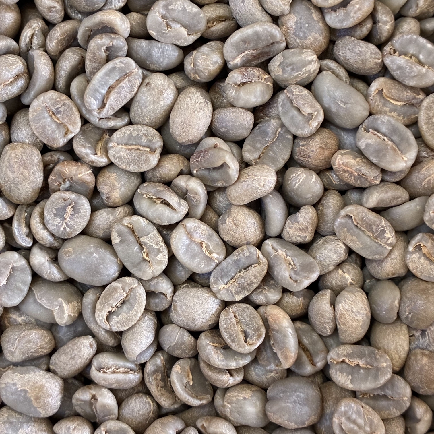 �z���W�����X����