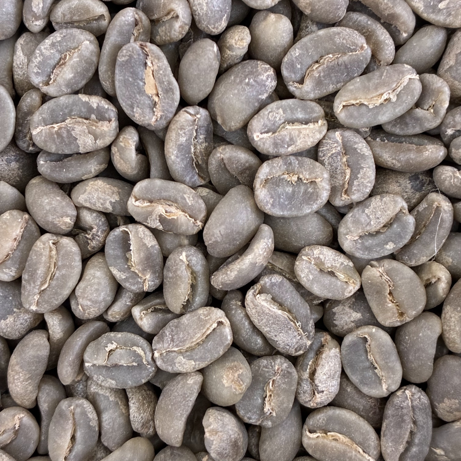 �p�v�A�j���[�M�j�A����